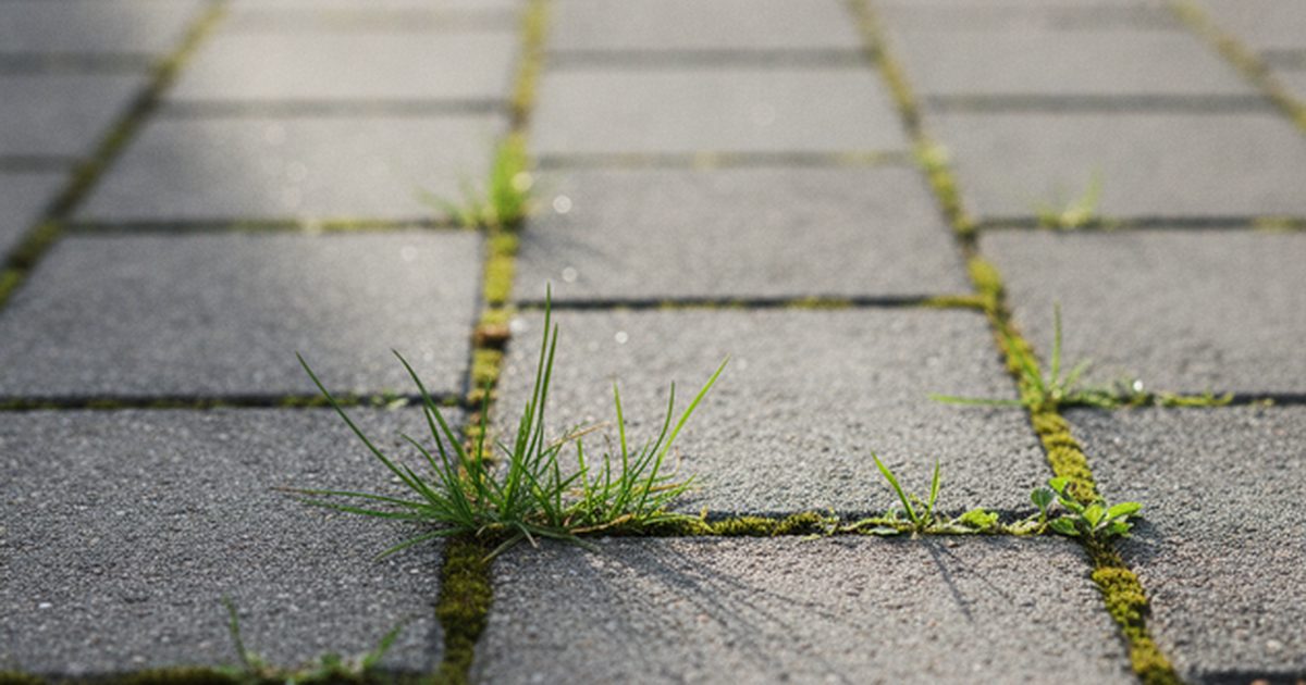 Chwasty i mech wyrastające ze spoin kostki brukowej na podjeździe